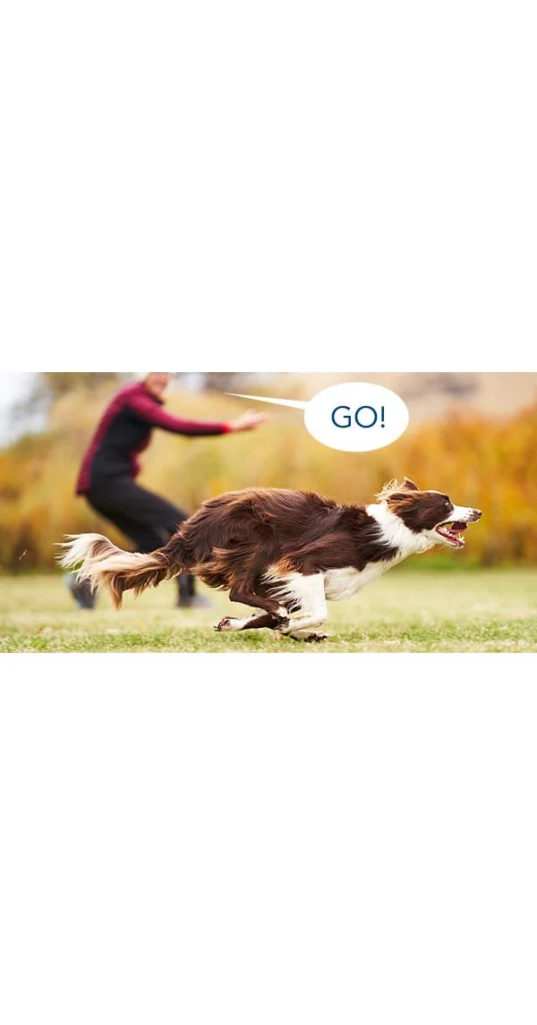 Clean Run Say WHAT? The What, Which, Why, Where & How of Verbal Directional Cues In Agility