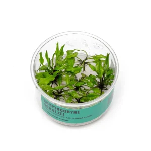 Cryptocoryne Schulzei UNS Tissue Culture