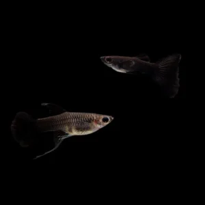 Moscow Black Guppies - Breeding Pair