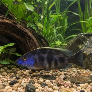 Venustus Cichlid