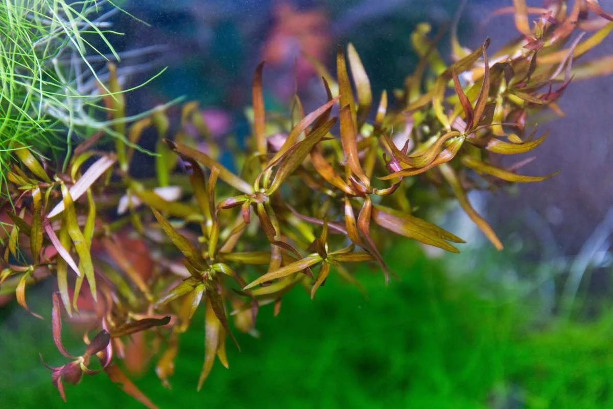 Ludwigia Brevipes - Image 2