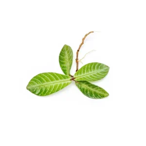 Labisia Musim