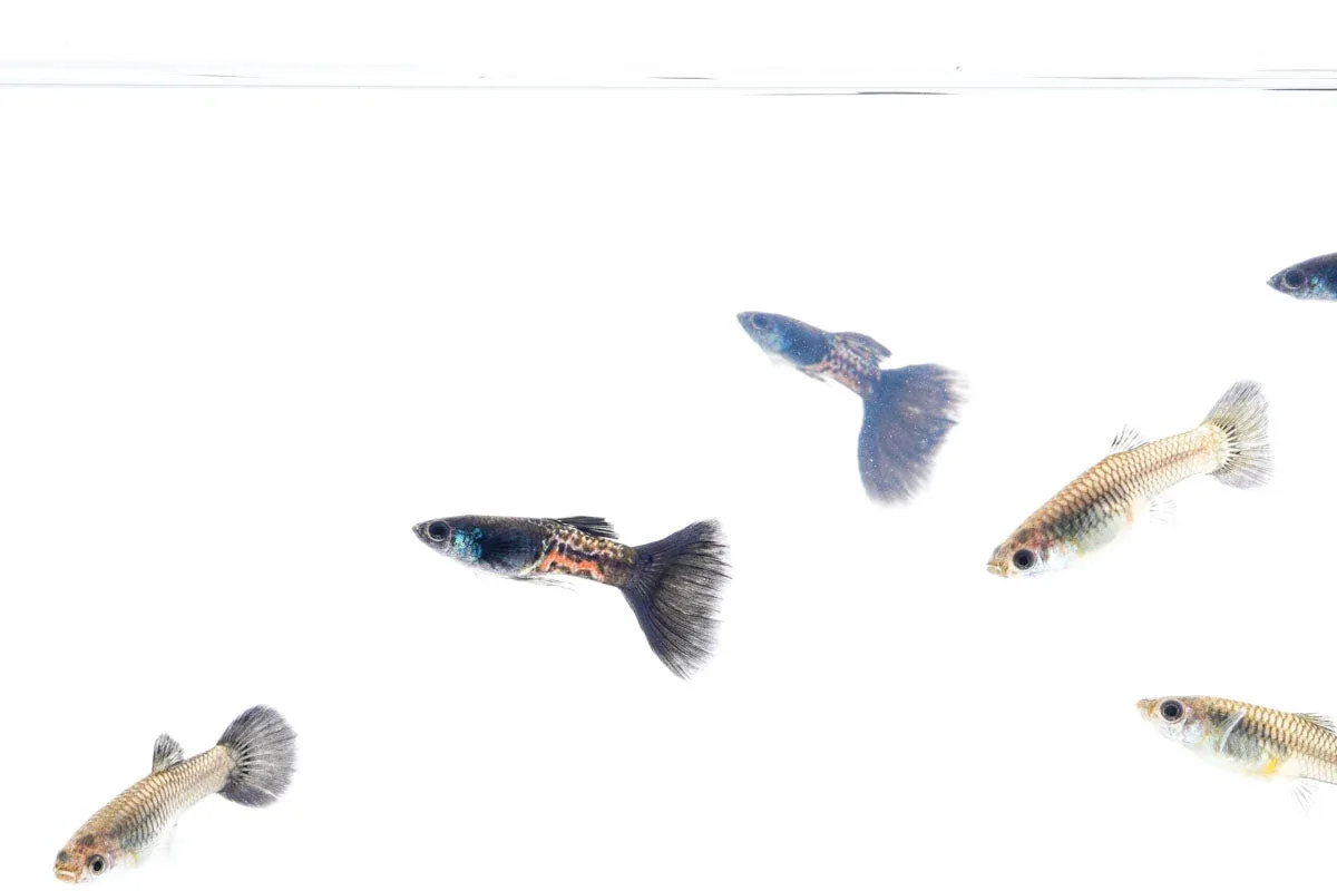 Black Metal Cobra Guppies - Image 2