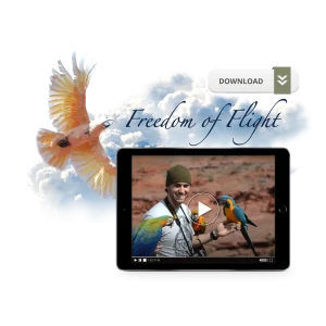 Freedom of Flight