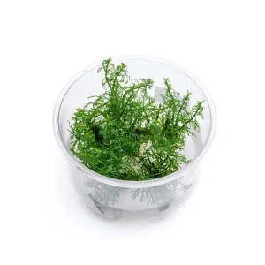 Myriophyllum Mattogrossense Tissue Culture