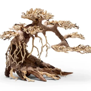 UNS Bonsai 021