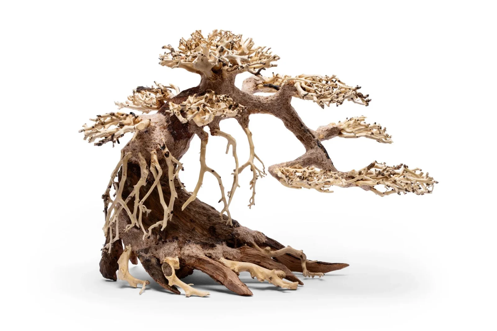 UNS Bonsai 021