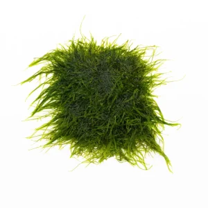 Spiky Moss on Stainless Steel