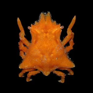 Sponge Crab