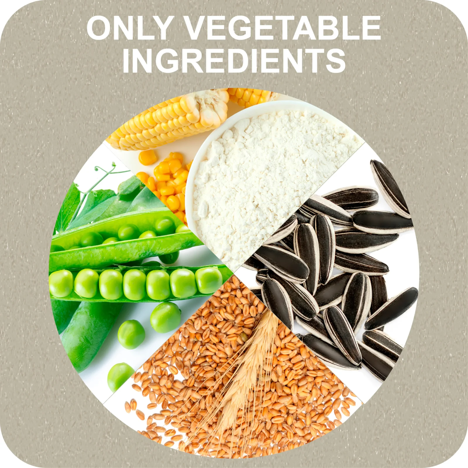 100% SNACK STICKS - SNOWFLAKE ASCOPHILLUM - Image 2