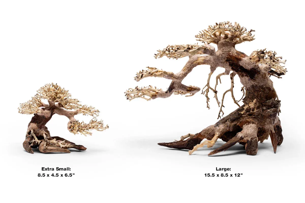 UNS Bonsai 021 - Image 2