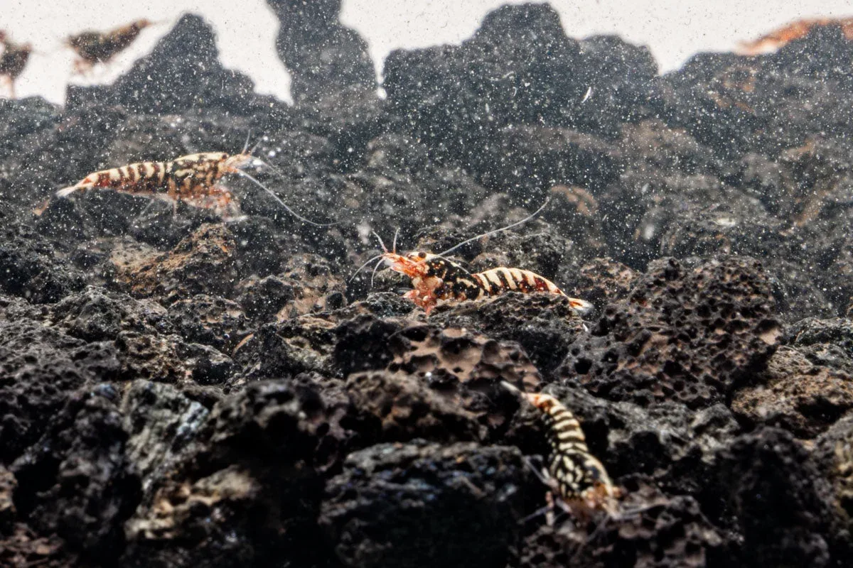 Red Galaxy Pinto Shrimp - Image 2