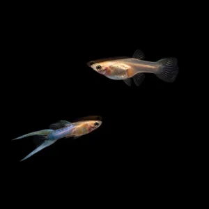 Japan Blue Double Sword Guppies - Breeding Pair