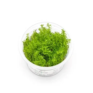 Rotala Vietnam Aquatic Farmer Tissue Culture