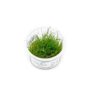 Eleocharis Pusillis Aquatic Farmer Tissue Culture