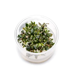 Bucephalandra Lamandau Purple UNS Tissue Culture