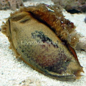 Shark Egg EXPERT ONLY