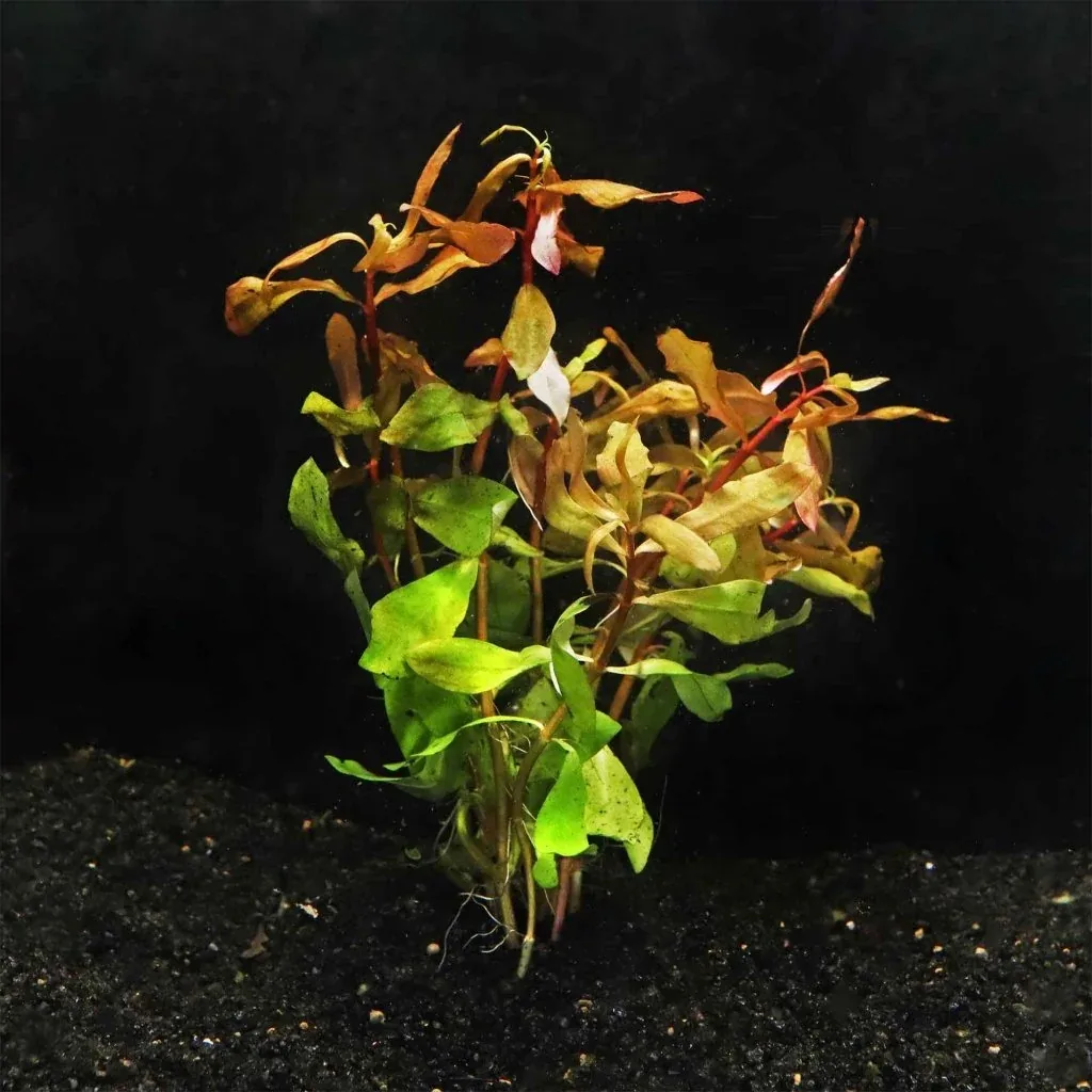 Ammannia Gracilis - Image 2