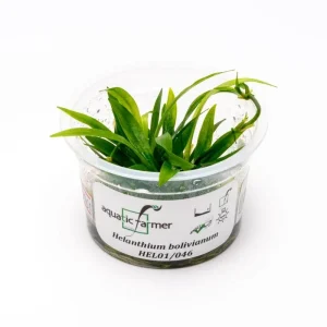 Helanthium Bolivianum Aquatic Farmer Tissue Culture