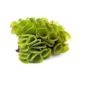 Salvinia Cucullata