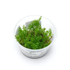 Rotala Macrandra 'Bangladesh' Aquatic Farmer Tissue Culture