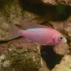 Dragon Blood Peacock Cichlid