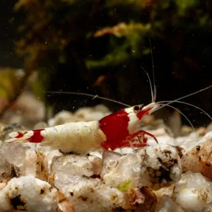 Red King Kong Shrimp