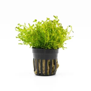 Selaginella Kraussiana Mini Club Moss