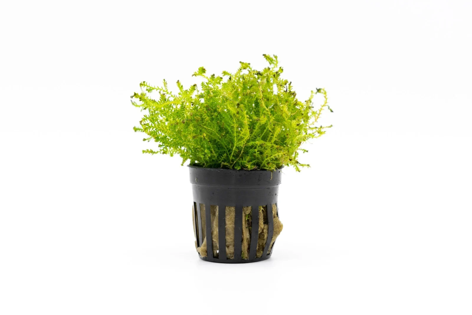 Selaginella Kraussiana Mini Club Moss