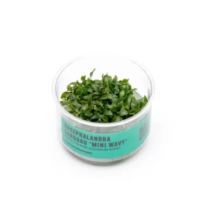 Bucephalandra Sanggau Mini Wavy UNS Tissue Culture