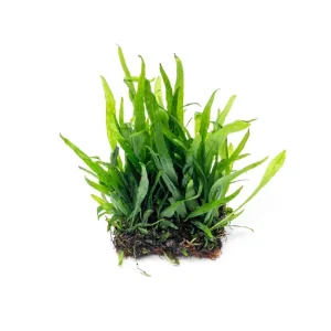 Java Fern Narrow on Coco Fiber Mat