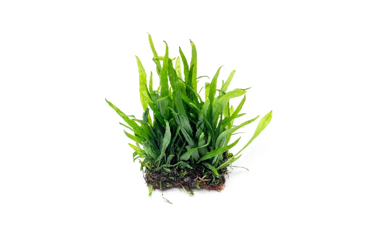 Java Fern Narrow on Coco Fiber Mat