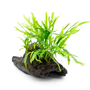 Java Fern Trident Mini on Driftwood