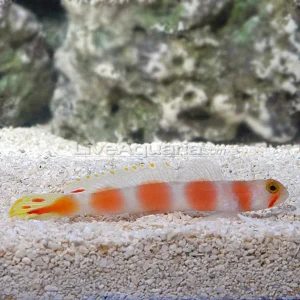 Pink Bar Shrimp Goby