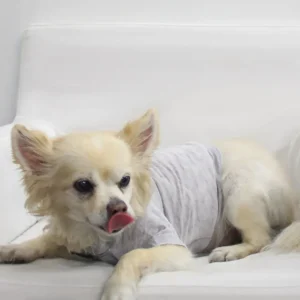 COIN1804 Doggy Tee - Burnout Wash Pet Shirt for Dogs & Cats