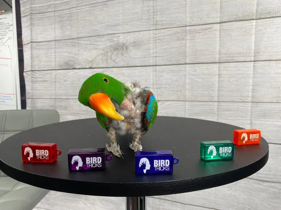 Training Clicker - Image 2