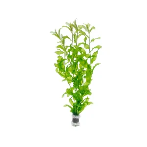 Potamogeton Crispus