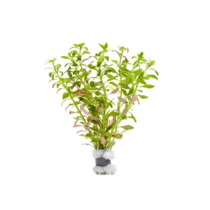 Limnophila Aromatica Mini