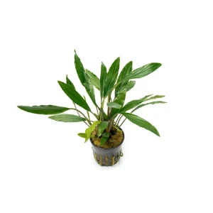 Homalomena Narrow Sekadau South