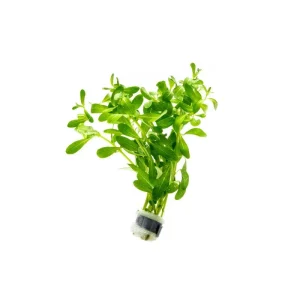 Ludwigia Inclinata Green