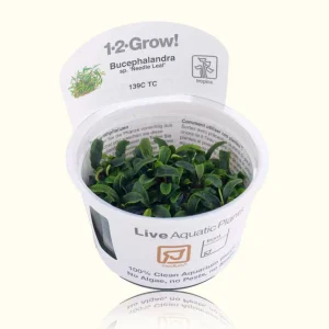 Bucephalandra Needle Leaf Tissue Culture