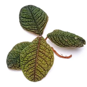 Ardisia Dino