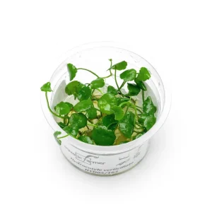 Hydrocotyle Verticillata Aquatic Farmer Tissue Culture