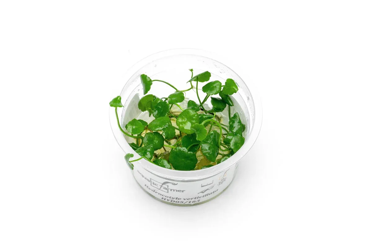 Hydrocotyle Verticillata Aquatic Farmer Tissue Culture