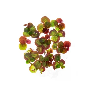 Phyllanthus Fluitans Red Root Floater