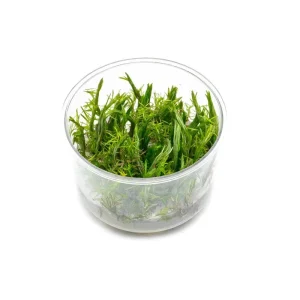 Rotala Vietnam UNS Tissue Culture