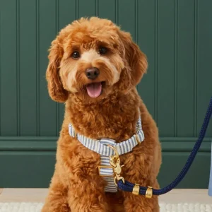 Foggy Dog Harness