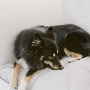 DOG TRAVEL MAT