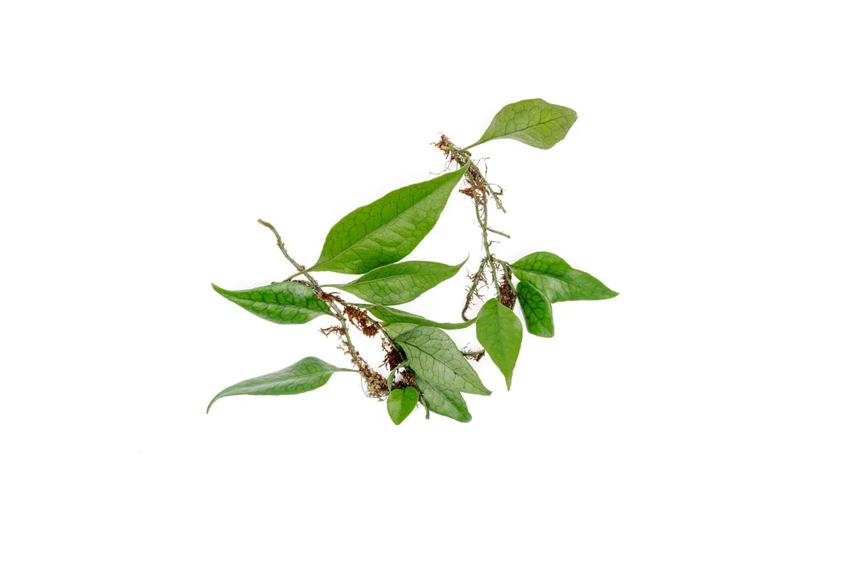 Dendroconche Annabellae - Image 2