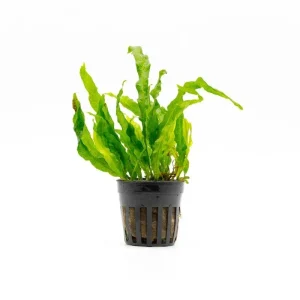 Java Fern Flaming